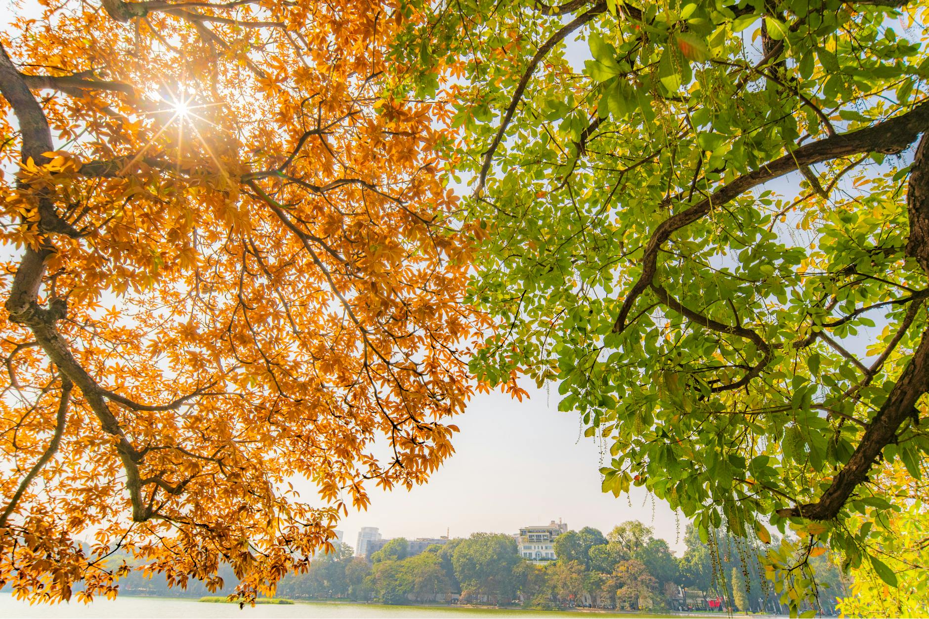 autumn and spring trees over hanoi lake