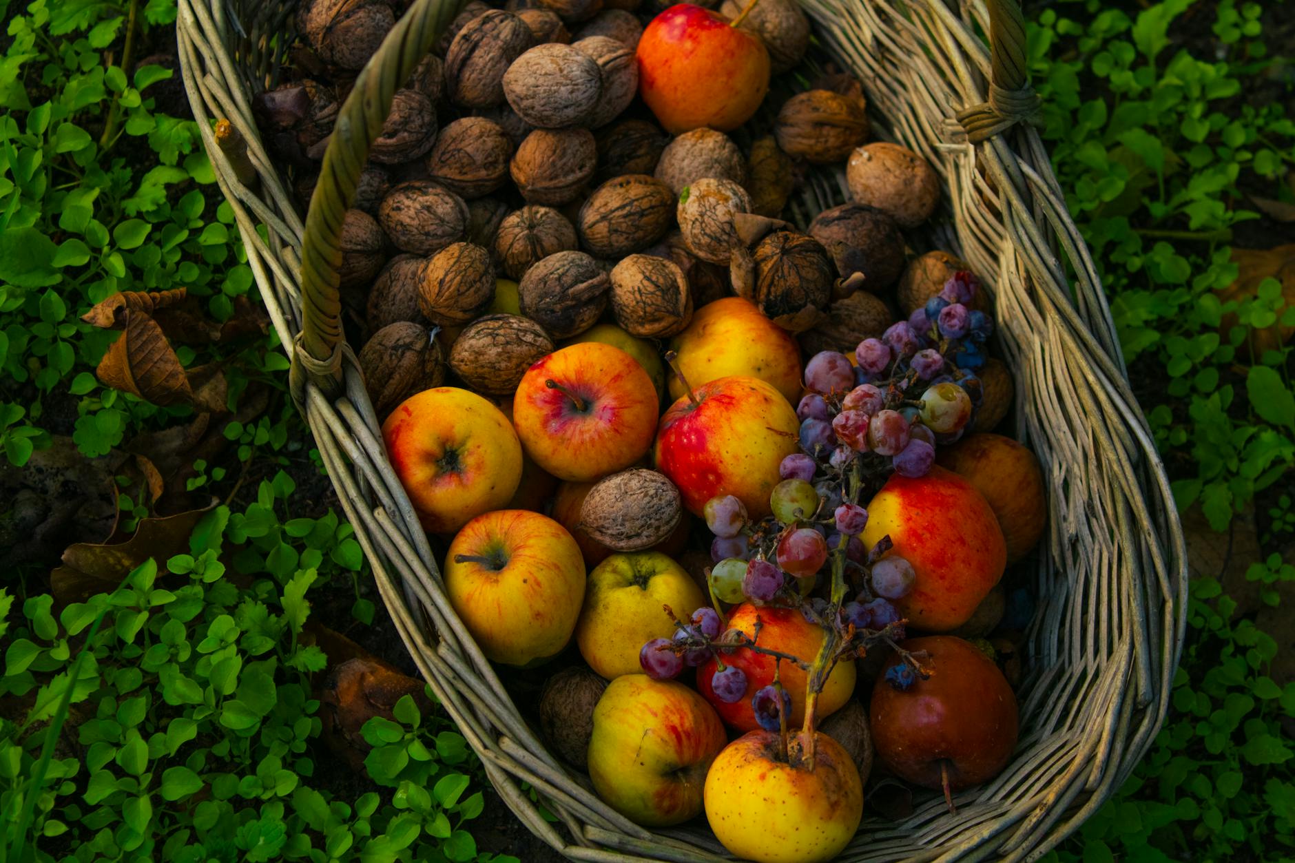 harvest basket with apples walnuts and grapes