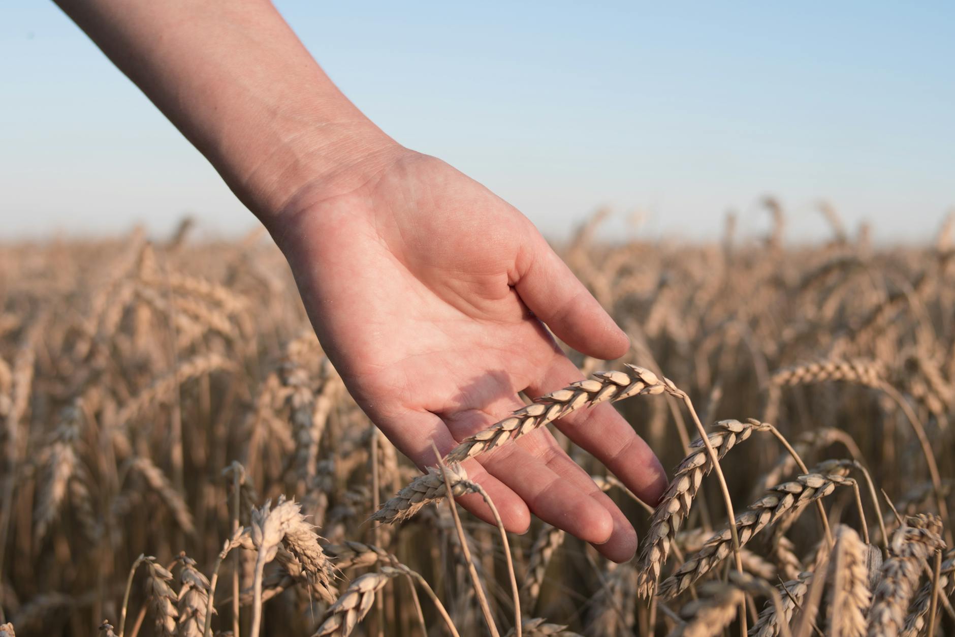 close up of hand holding wheat