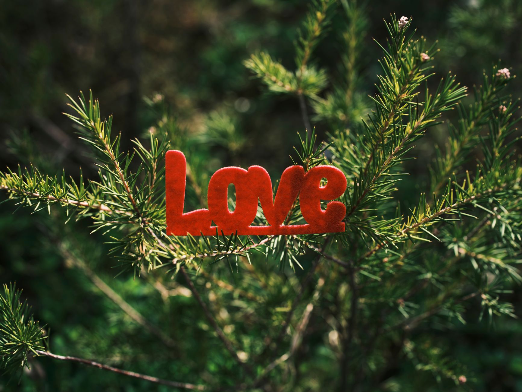 red love hanging on the needles